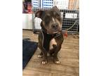 Adopt Nico a Brown/Chocolate - with White Bull Terrier / Mixed dog in Pompano