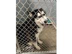 Adopt blue a Black Husky / Mixed dog in Selma, CA (33648410)