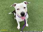 Adopt ROCKO a White - with Black American Pit Bull Terrier / Mixed dog in West