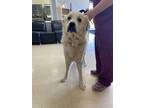 Adopt COY a White Great Pyrenees / Mixed dog in Killeen, TX (33648115)