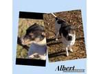 Adopt Albert a White - with Brown or Chocolate Jack Russell Terrier / Terrier
