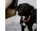 Adopt Chai a Black - with White Labrador Retriever / Great Pyrenees dog in