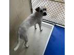 Adopt Dolly a White - with Tan, Yellow or Fawn Mixed Breed (Small) / Mixed dog