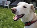 Adopt Troy a Husky / Mixed dog in Victoria, BC (33647895)