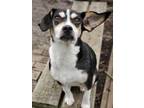 Adopt Poison Ivy a Black Beagle / Jack Russell Terrier / Mixed dog in Hobart
