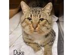 Adopt Duke Humphries a Brown or Chocolate Domestic Shorthair / Mixed cat in