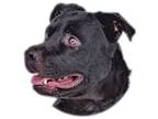 Adopt Handsome a Black Labrador Retriever / Pit Bull Terrier / Mixed dog in