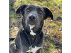 Adopt Twix a Black Shepherd (Unknown Type) / Labrador Retriever / Mixed dog in
