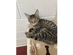 Adopt Amigo a Brown Tabby Domestic Shorthair (short coat) cat in Huntsville