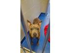 Adopt AceMann a Brown/Chocolate American Pit Bull Terrier / Mixed dog in