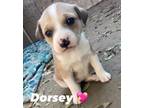 Adopt Dorsey a White - with Tan, Yellow or Fawn Beagle / Dachshund / Mixed dog