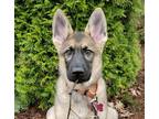 Adopt CAMILA CABELLO a German Shepherd Dog / Mixed dog in Redmond, WA (33647307)