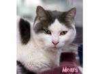 Adopt Mears a White Domestic Shorthair / Domestic Shorthair / Mixed cat in