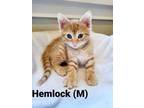 Adopt Hemlock a Orange or Red Domestic Shorthair / Domestic Shorthair / Mixed