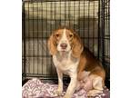 Adopt Brenda a Red/Golden/Orange/Chestnut - with White Beagle / Mixed dog in