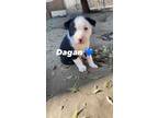 Adopt Dagan a Black - with White Beagle / Dachshund / Mixed dog in Rowland