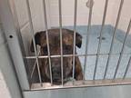 Adopt RENEA a Brindle American Pit Bull Terrier / Mixed dog in Greensboro