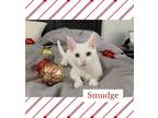 Adopt Smudge a White Domestic Shorthair (short coat) cat in Tega Cay