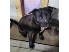 Adopt Rocket a Black - with White Pit Bull Terrier / Mixed dog in Burnet