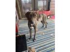 Adopt Penny a Brindle Plott Hound / Mixed dog in Queenstown, MD (33646557)