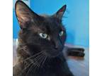 Adopt Licorice a All Black Domestic Longhair / Mixed cat in Harrisonburg