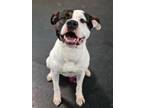 Adopt Sergeant a White American Pit Bull Terrier / Mixed dog in Noblesville