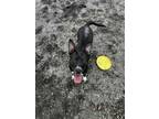Adopt Coco a Black American Staffordshire Terrier / Mixed dog in Daytona Beach