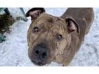Adopt Rusev a Brown/Chocolate American Pit Bull Terrier / Mixed dog in