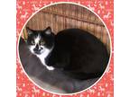 Adopt STACHE a Black & White or Tuxedo Domestic Shorthair (short coat) cat in