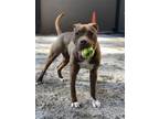 Adopt 12110 a American Pit Bull Terrier / Mixed dog in Covington, GA (33646411)