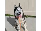 Adopt *GIO a Black - with White Husky / Mixed dog in Camarillo, CA (33646230)