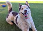 Adopt AKILA a White Husky / Mixed dog in Camarillo, CA (33646225)