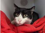 Adopt CUBY a Black & White or Tuxedo Domestic Shorthair / Mixed (short coat) cat