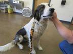 Adopt SITH a White - with Brown or Chocolate Great Pyrenees / Mixed dog in