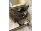 Shirley, Domestic Longhair For Adoption In Fond Du Lac, Wisconsin