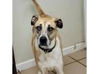 Bella (barkley), Pit Bull Terrier For Adoption In Starkville, Mississippi