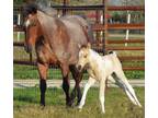 Mighty Mindy Express December 2021 APHA Buckskin Tobiano Filly