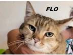 Adopt Flo a Domestic Short Hair