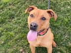 Adopt LILO a Pit Bull Terrier