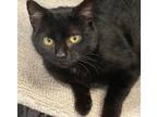 Adopt LUCY* a Domestic Short Hair