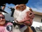 Adopt Cersei * Courtesy Post * a American Staffordshire Terrier