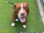 Adopt COLT a Pit Bull Terrier