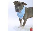 Adopt JABBO a Pit Bull Terrier, Mixed Breed