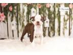 Boston Terrier Puppy for sale in Fort Wayne, IN, USA