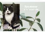 Adopt Seymour a Domestic Short Hair