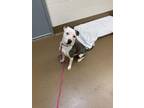 Adopt Darlene (FOSTER TO ADOPT) a Mixed Breed
