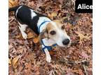 Adopt Alice Pickens a Beagle