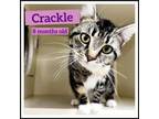 Adopt Crackle a Domestic Short Hair