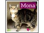 Adopt Mona a Domestic Short Hair