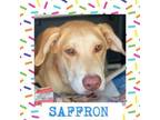 Adopt Saffron a Labrador Retriever